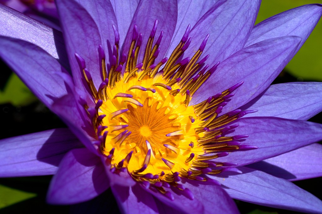 bloemen bloem hdr natuur flora roos rozen tulp tulpen orchidee orchideeen zonnebloem geranium cannabis marihuana wiet hennep sativa indica